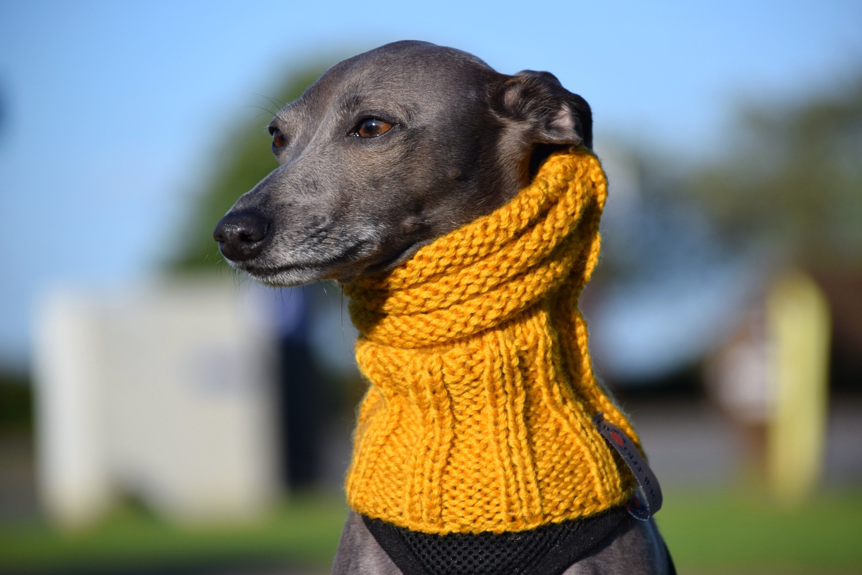 Whippet Silk Scarf