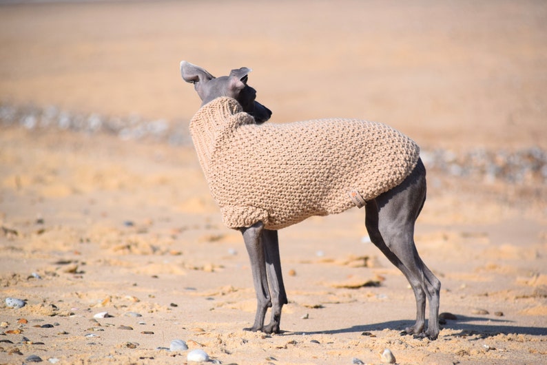 Italian Greyhound Sweater Sand Wool Italian greyhound clothes image 2