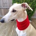 see more listings in the Dog Snoods section