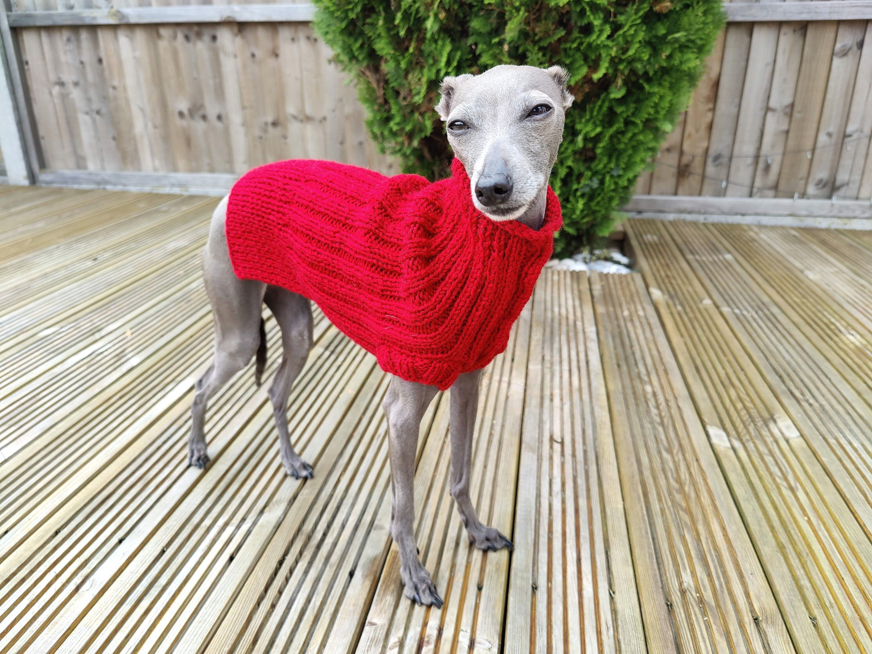 Italian greyhound hotsell christmas sweater