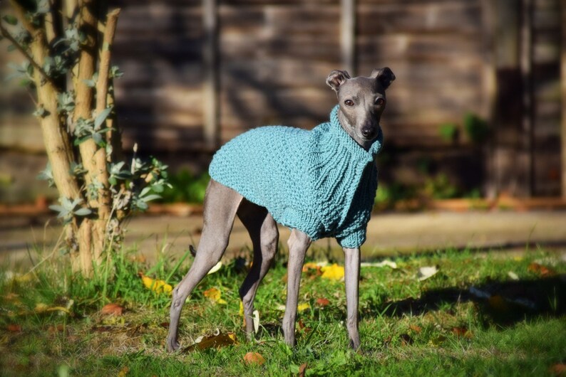 greyhound sweaters