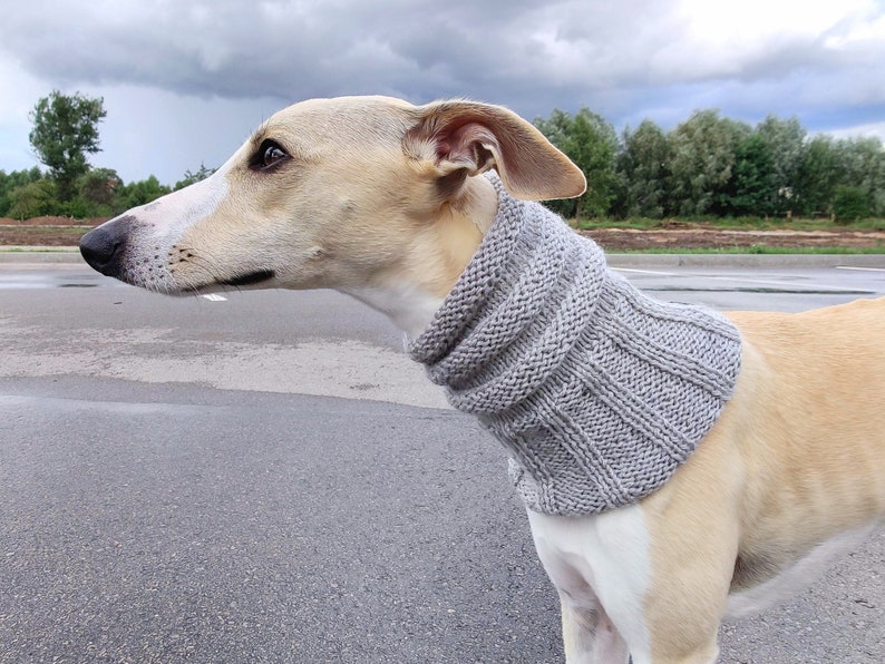 Woollen Dog Snood Various Colours, Dog head warmer, whippet, Italian Greyhound, greyhound, saluki, lurcher, sighthound, neck warmer image 3