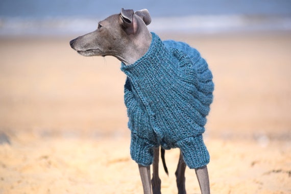 italian greyhound in jumper