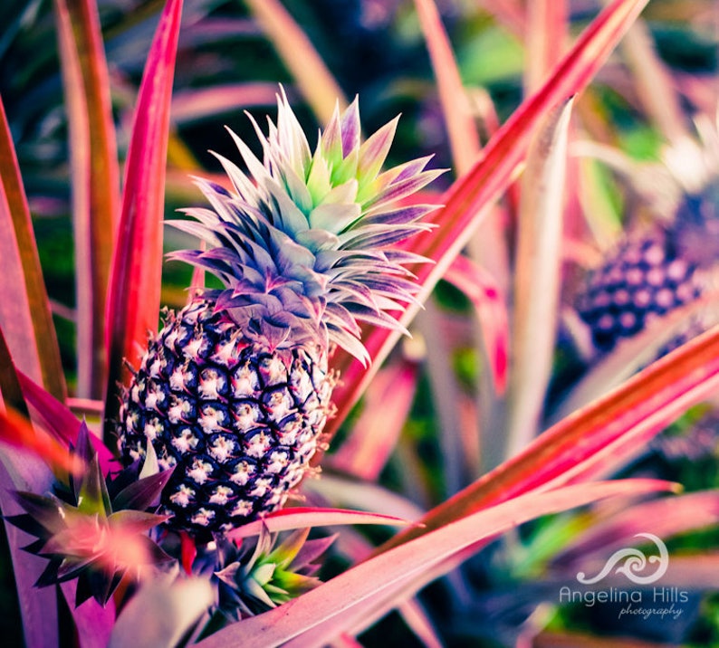 Purple Pineapple Photo Wrap Etsy