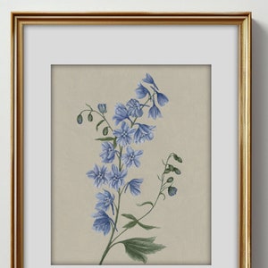 Delphinium Art Print | Nature Inspired | Botanical Illustration | Watercolor | Flower Illustration | Home Decor