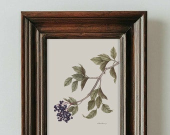 Elderberry Art Print | Off White Background | Botanical Painting | Berry Illustration | Watercolor | 5x7 | Home Decor | CLOSEOUT
