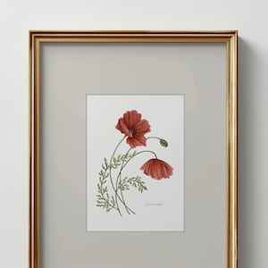 Phlox ovata ボタニカルアート Phlox ovata ボタニカルアート - メルカリ