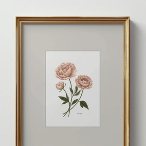 Peony Art Print | Botanical Painting | Floral Illustration | Watercolor | 5x7 | Home Decor