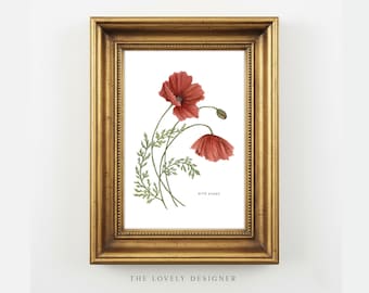 Wild Poppy Art Print: Watercolor Botanical Wall Art, Floral Illustration, 5x7 Home Decor