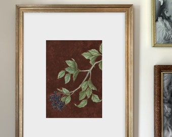 Elderberry Art Print | Nature Inspired | Botanical Illustration | Watercolor | Multiple Sizes Available | Home Decor