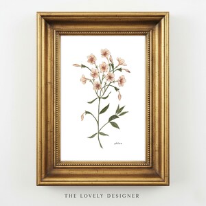 Phlox Art Print: Watercolor Botanical Wall Art, Floral Illustration, 5x7 Home Decor