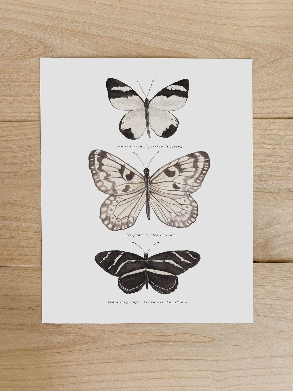 Butterfly Art Print Scientific Illustration Black and - Etsy
