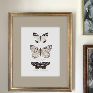 Butterfly Art Print | Scientific Illustration | Black and White | Watercolor | 8x10 | Home Decor