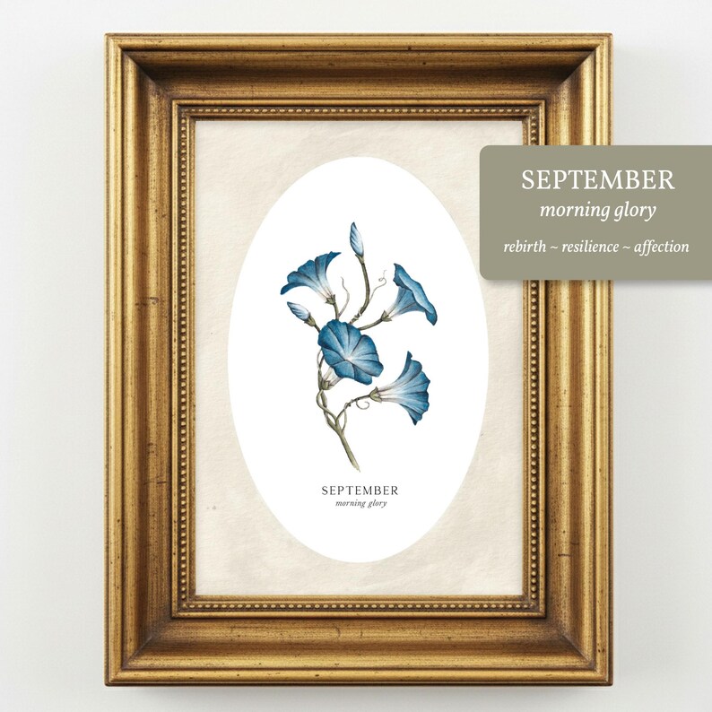 May include: A framed botanical print featuring a watercolor illustration of blue morning glory flowers within an oval border. The text SEPTEMBER morning glory is printed below the flowers. A separate overlay displays SEPTEMBER morning glory rebirth resilience affection.