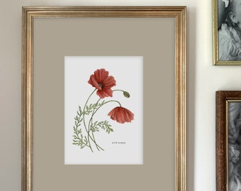 Wild Poppy Art Print | Botanical Painting | Floral Illustration | Watercolor | 5x7 | Home Decor