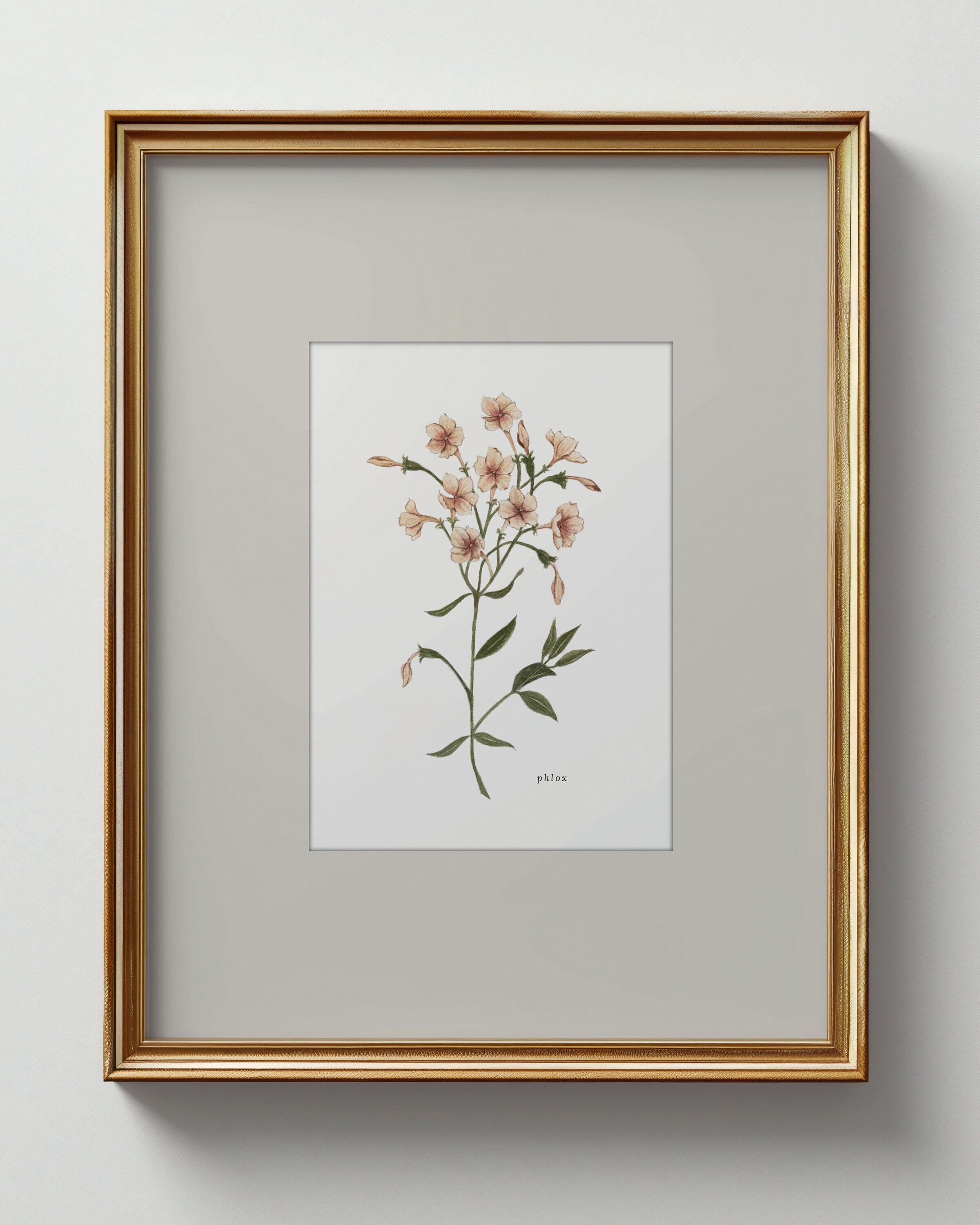 Phlox ovata ボタニカルアート Phlox ovata ボタニカルアート - メルカリ