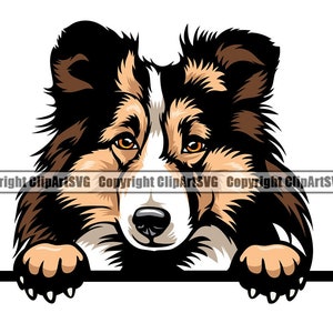 Shetland Sheepdog Hund Kopf Gesicht Rasse glückliches Lächeln Pfote Welpe Welpe Haustier Art K-9 Border Rough Collie Logo SVG PNG Clipart Vektor Schneiden Schneiden Datei