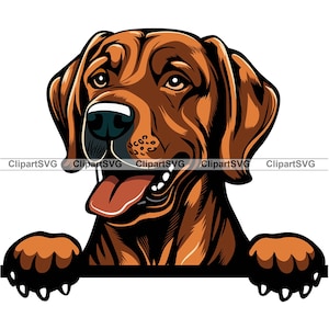 Rhodesian Ridgeback Spähender Hund Lächelnd niedlich Welpe Kopf Hunde Haustier Rasse Portrait Pfote Cartoon Zeichnung Kunst Logo Tattoo Design SVG PNG Cut