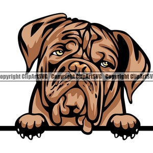Bordeauxdog hond gluren Peek-A-Boo ras Paw Puppy Pup huisdier Bullmastiff Engelse Mastiff kleur Logo SVG PNG Clipart Vector knippen snijden