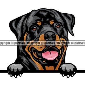 May include: A Rottweiler dog with black and brown fur is peeking over a white surface. The dog has a happy expression with its tongue sticking out.