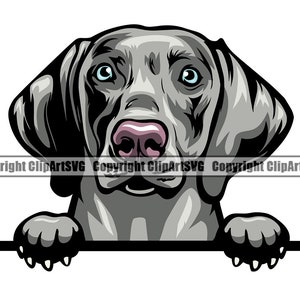 Weimaraner Hunderasse Peeking Peek-A-Boo Stammbaum Reinrassig K-9 Haustier Vizsla Rhodesian Ridgeback Tier Design Logo SVG PNG Clipart Vektor Schnitt