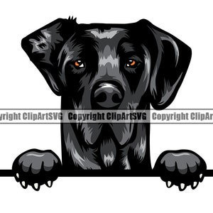 May include: A black Great Dane dog peeking over a white surface with its paws on the surface. The dog has a serious expression and its ears are perked up.