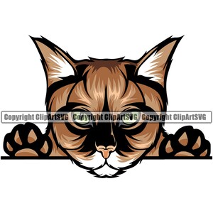 Main Coon Cat Breed Espreitando Peek-A-Boo Gatinho Gatinho Felino Pedigree Puro Sangue Animal Pet Art Design Logo SVG PNG Vector Cricut Cut Cutting