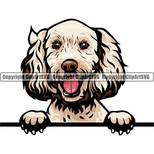 Labradoodle Hund Spähen Peek-A-Boo Rasse Glücklich Welpe Tier Haustier Farbe Kunstwerk Pudel Labrador Goldendoodle Logo JPG PNG SVG Clipart Vektor