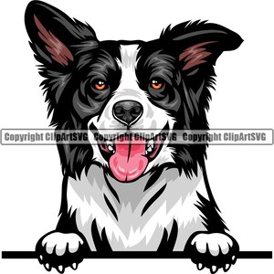 Könnte beinhalten: Ein schwarz-weißer Border Collie mit braunen Ohren schaut über eine weiße Fläche, streckt seine rosa Zunge heraus und zeigt seine Zähne. Der Hund hat einen fröhlichen Ausdruck.