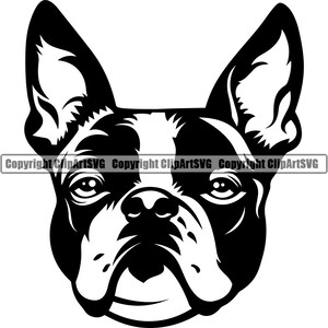Boston Terrier Cão Raça Cabeça Rosto Feliz Sorriso Pata Filhote De Cachorro Pet Arte K-9 Bulldog Francês Pug Bostie Logotipo SVG PNG Clipart Corte Corte
