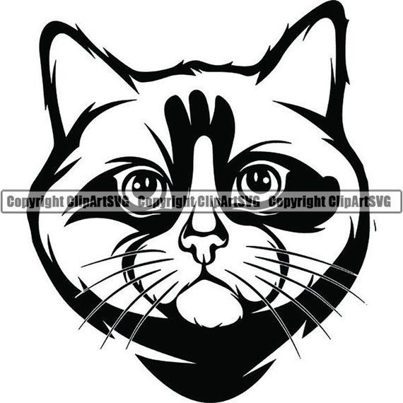 Ragdoll 3 Cat Breed Beautiful Kitten Kitty Feline Pedigree Etsy