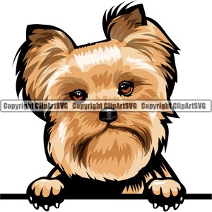 Yorkshire Terrier Yorkie Dog Peeking Peek-A-Boo Breed Happy Face Puppy Animal Pet Color Artwork Chihuahua Design Logo PNG SVG Clipart Vector