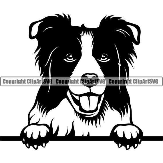 Download Border Collie Dog Peeking Peek A Boo Breed Happy Paw Puppy Pup Etsy