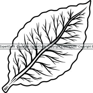 May include: A black and white line drawing of a single leaf with a prominent central vein and intricate branching veins.