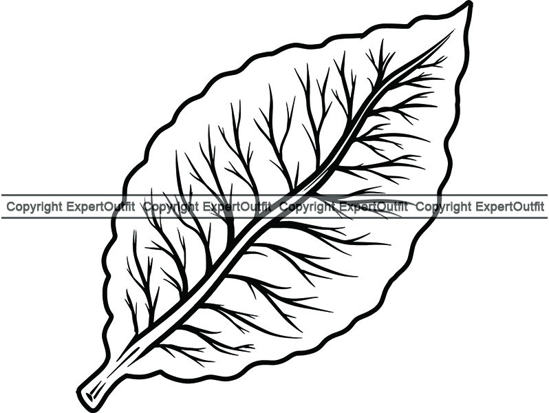 Tobacco Leaf #4 Smoker Cigar Cigarette Smoking Smoke Burning Smoke Blunt  Ash Ashes Bar Label Logo.svg .PNG Clipart Vector Cricut Cut Cutting