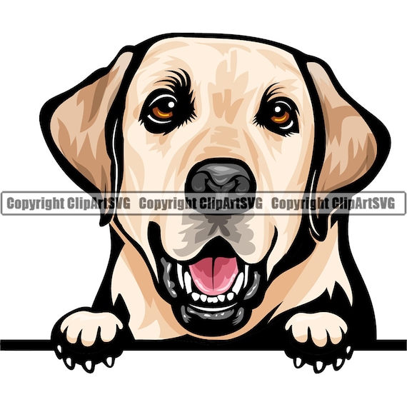Labrador Dog Peeking Peek-a-boo Breed Happy Face Puppy Animal Pet