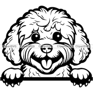 Poochon Sorrindo Espiando Cachorro Cachorrinho Fofo Rosto Canino Animal de Estimação Bichon Frise Brinquedo Poodle Retrato Impressão de Pata Desenho Arte Logotipo Tatuagem Design SVG PNG Cut