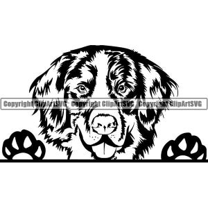 Berner Berg #21 Spähender Hund Lächelnd Glücklich Rasse Welpe Stammbaum Reinrassige Blutlinie Tier Haustier Logo .SVG .PNG Vektor Cricut Cut Cutting