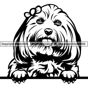 Race de chien Lhassa Apso Peeking Peek-A-Boo Pup Pet Yorkie Yorkshire Terrier Maltais Shih Tzu Bichon Frise Bichon Havanais Logo SVG Clipart Coupe Coupe