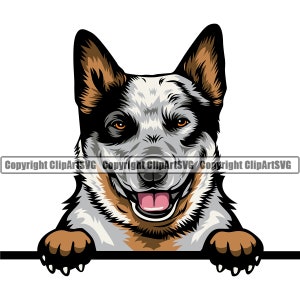 Op de afbeelding: Een blue heeler hond met bruine en zwarte markeringen kijkt over een wit oppervlak met zijn poten op het oppervlak. De hond heeft een gelukkige uitdrukking met zijn tong die uitsteekt.