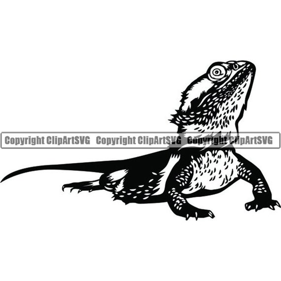 Download Bearded Dragon 2 Pet Lizard Iguana Animal Reptile Warm Etsy