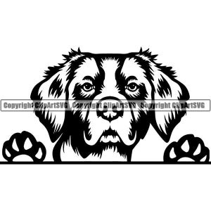 Brittany Spaniel #13 sbirciando sorridente animale domestico cane razza puntatore setter cucciolo pedigree purosangue. SVG. PNG Clipart vettoriale Cricut taglio taglio