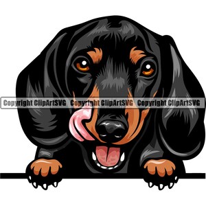 Dackel Hunderasse Spähen Peek-A-Boo Glückliches Gesicht Welpe Tier Haustier Farbe Kunstwerk Windhund Wiener Hot Dog Design Logo PNG SVG Clipart Vektor