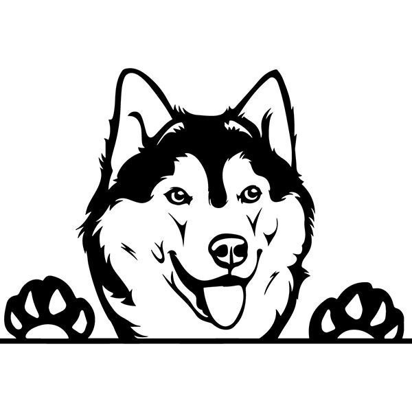 Siberian Husky 17 Peeking Sled Snow Dog Breed K-9 Animal ...