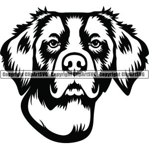 Brittany Spaniel #12 sorridente felice animale domestico cane razza puntatore setter cucciolo pedigree purosangue. SVG. PNG Clipart vettoriale Cricut taglio taglio