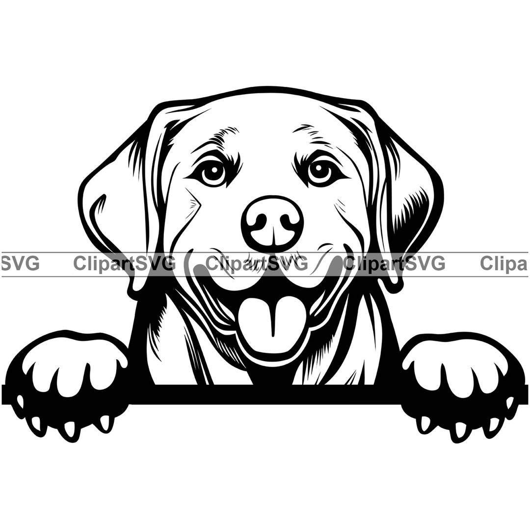 Labrador Retriever Smiling Peeking Dog Puppy Face Canine Pet Portrait ...