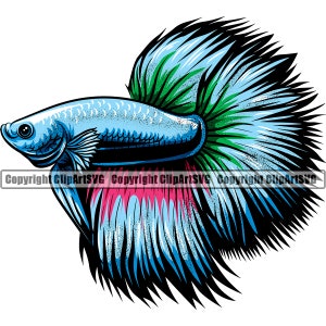 Pode incluir: Um peixe betta azul e verde com uma cauda longa e fluida. O peixe tem uma faixa rosa no corpo e um contorno preto.