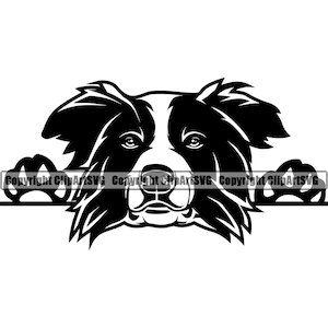 Op de afbeelding: Zwart-witte silhouet van een Border Collie die over een oppervlak kijkt, met zijn potenafdrukken zichtbaar. De hond heeft een serieuze uitdrukking op zijn gezicht.