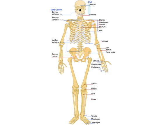 Skeletal System 1 Front Bones Skeleton Anatomy Skeletal Human | Etsy