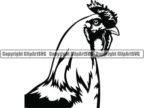 Chicken 3 Rooster Bird Cock Zoo Farm Livestock Animal Chinese Etsy